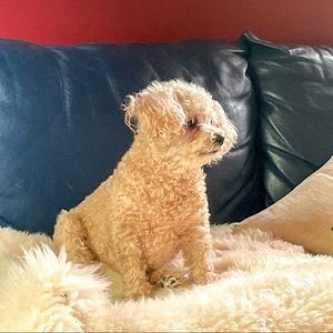 Meet your Posher, Joseph